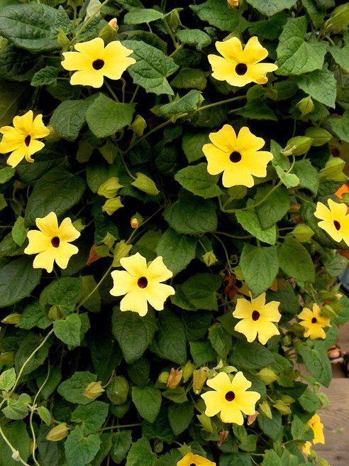 10 Climbing Vines For A Boho Chic Container Garden Flowering Vines Climbing Vines Hanging Flower Baskets