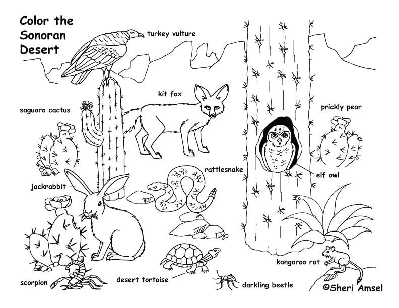 Animal Habitat Coloring Pages Grassland Animals Coloring Pages Images About Coloring Habitats Desert Animals Coloring Desert Animals Desert Animals And Plants