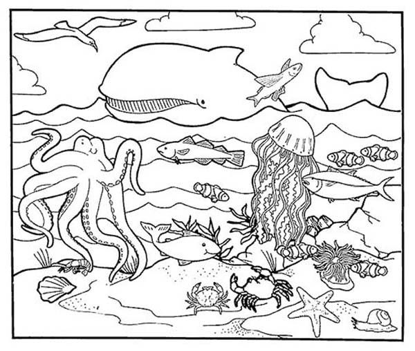 A Healthy Sea Animals Marine Habitats Coloring Page Animal Coloring Pages Ocean Coloring Pages Coloring Books