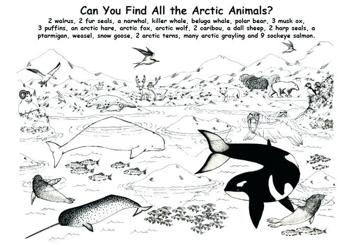 Antarctica Coloring Page Antarctic Animals Coloring Pages Pages Antarctic Animals Coloring Sheets Antarctic Animal Arctic Animals Polar Animals Animal Habitats