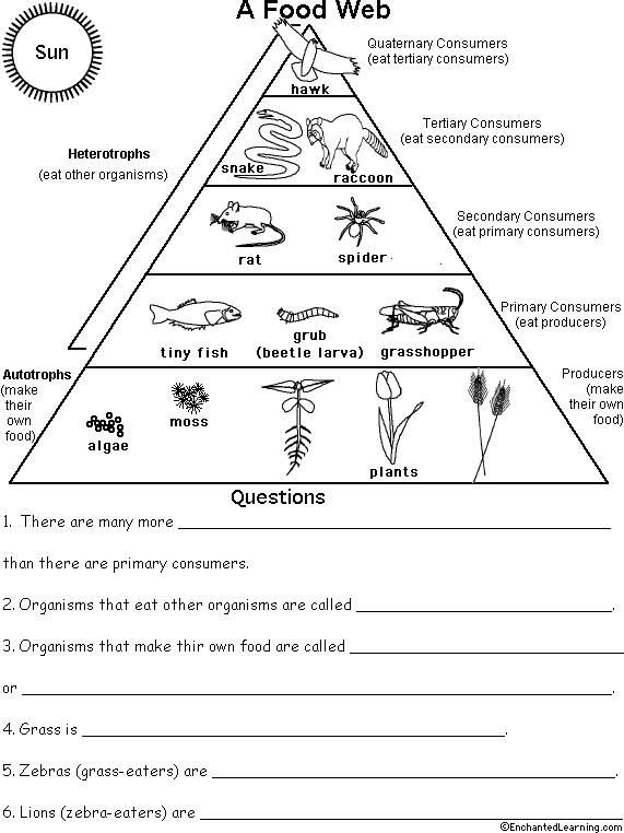 Behr John Biology Chapter 13 Ecological Pyramid Energy Pyramid Biology Worksheet
