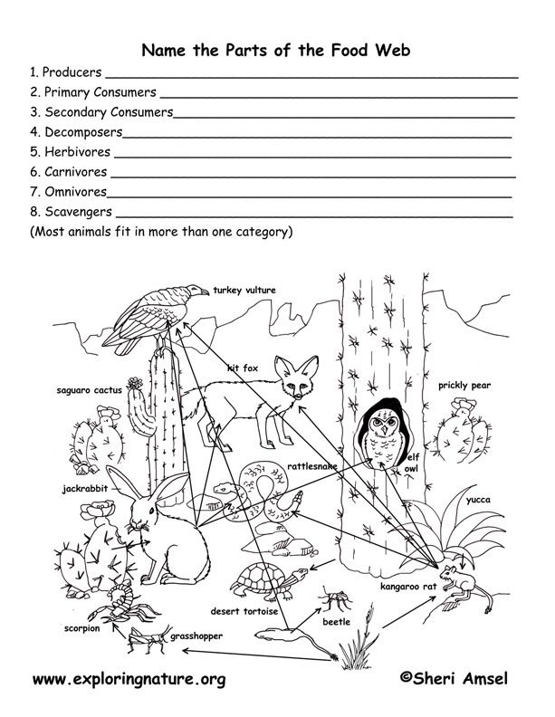Name The Parts Of A Food Web Exploring Nature Educational Resource Food Web Science Biology Science Classroom
